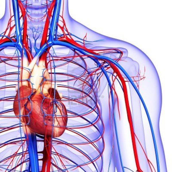 An image of a skeletal human’s chest showing veins and arteries to promote the homeopathic patches for circulation support from Frequency Apps.